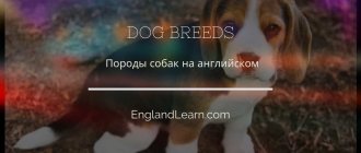 Собака на английском языке