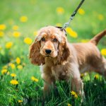 Собака на поводке