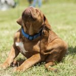 Собака на прогулке