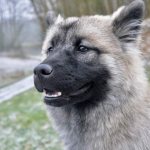 Собака на прогулке