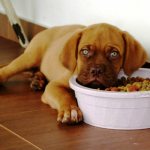 собака не ест фото