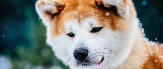 Собака породы Акита Ину