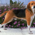 собака породы Харьер