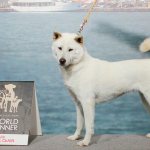 собака породы кисю