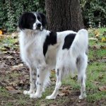 Собака повернулась и смотрит назад