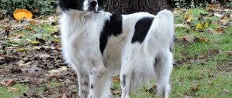 Собака повернулась и смотрит назад