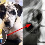 собака проглотила фигурку