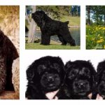 собака русский черный терьер