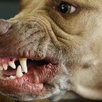 The dog growls at the owner read the article