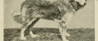 Собака с дредами: бергамская овчарка