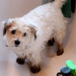 Dog with dirty paws in the bath