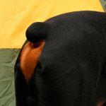 Собака с купированным хвостом