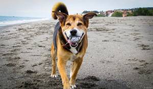 Собака с мячиком на пляже