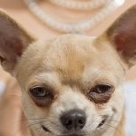 Собака щурит глаза