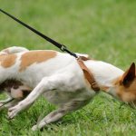 Собака тянет поводок: методы борьбы.