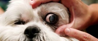 Собака у которой выпадают глаза
