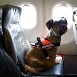 Собака в салоне самолета