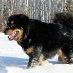 Собака-волкодав