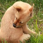 Собака вылизывает участок тела