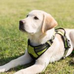 Собака ждет команды