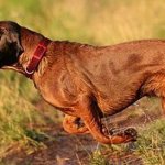 собакам дают вволю поплавать в водоеме