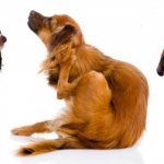 Собаки чешутся