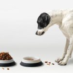 Собаки едят сухой корм