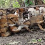 собаки, которых едят в Корее