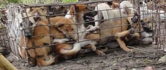 собаки, которых едят в Корее