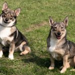 Swedish Vallhund dogs