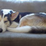 Собаки тоже видят сны