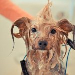 Собаку моют в салоне