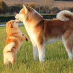 Содержание акиты-ину