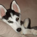 Содержание хаски в квартире