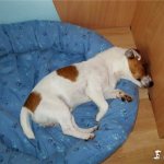 Keeping dogs in an apartment