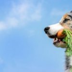 список овощей для кормления собаки