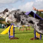 спорт с собакой аджилити