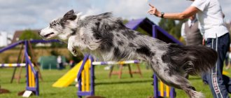 спорт с собакой аджилити