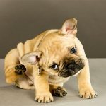 средство от блох для собак