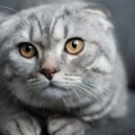 Sterilization of cats