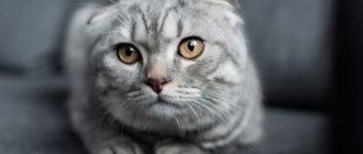 Стерилизация кошек