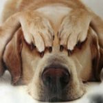 Стресс у собак. Каковы признаки и как помочь питомцу?