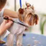 Стричь своими руками или доверить специалисту