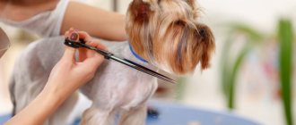 Стричь своими руками или доверить специалисту