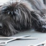 miniature schnauzer haircut