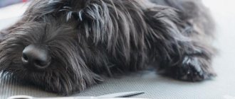 miniature schnauzer haircut