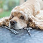 стрижка кокер-спаниеля