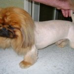 Стрижка пекинеса под льва