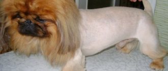 Pekingese lion haircut