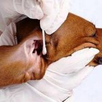 Суролан инструкция по применению для собак